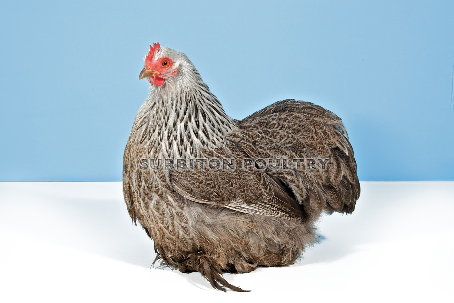 silver partridge female pekin bantam – Surbiton Poultry